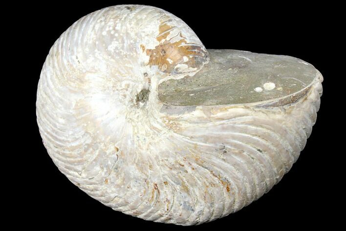 Fossil Nautilus (Cymatoceras) - Madagascar #127148